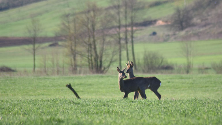 To jest przykładowy opis alternatywny obrazka.